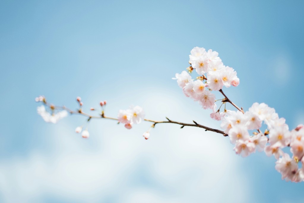 Cherry blossoms on a branch against a clear blue sky
